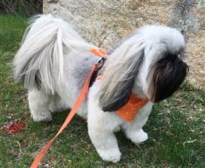 Shih tzu muzzle outlet petsmart